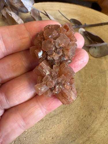 Aragonite Sputnik SKU 24607