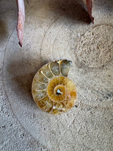 Ammonite Fossil SKU AMLC