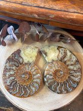 Ammonite Fossil Pair SKU 26933