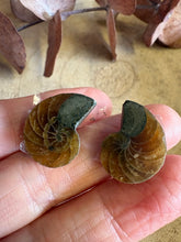 Ammonite Fossil Pair SKU 25870