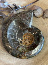 Ammonite Specimen SKU 23925