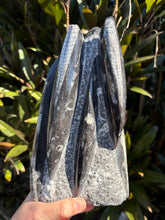 Orthoceras Standing Cluster SKU 25128