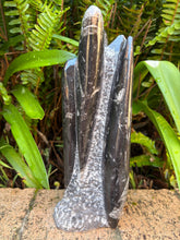 Orthoceras Standing Cluster SKU 25385B