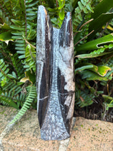Orthoceras Standing Cluster SKU 25128A