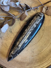 Orthoceras Specimen SKU 23924A