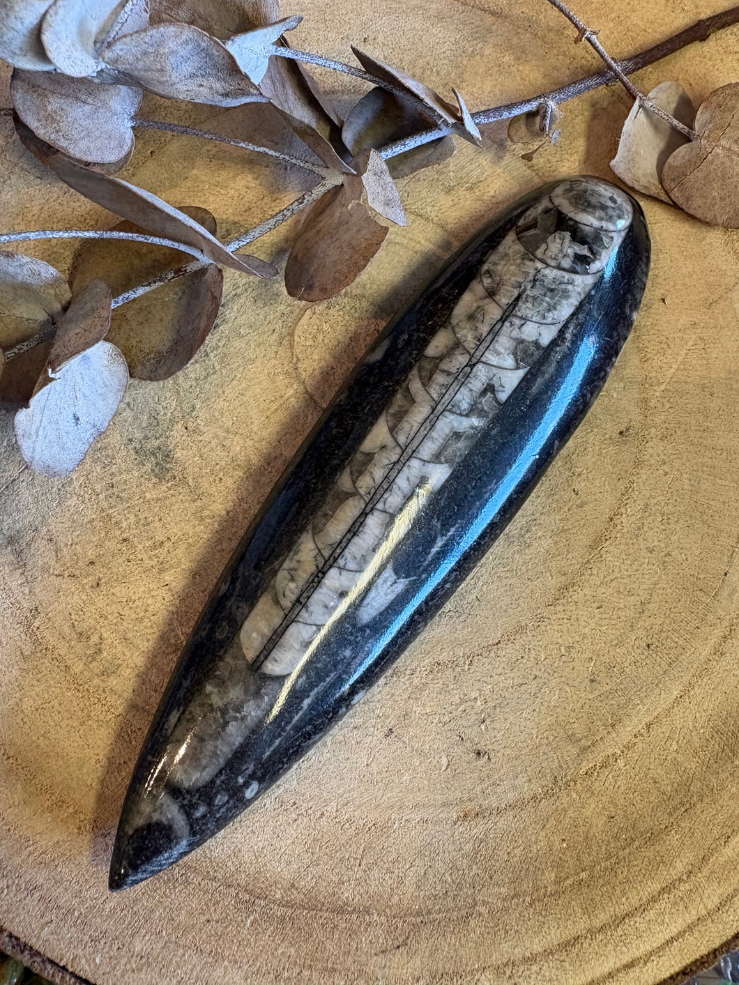 Orthoceras Specimen SKU 23924A