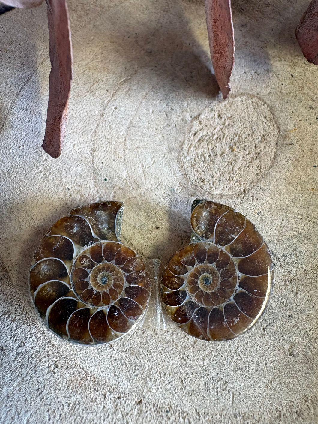 Ammonite Fossil Pair SKU 25870C
