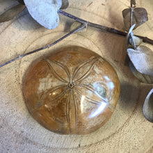 Sea Urchin Fossil SKU 22383