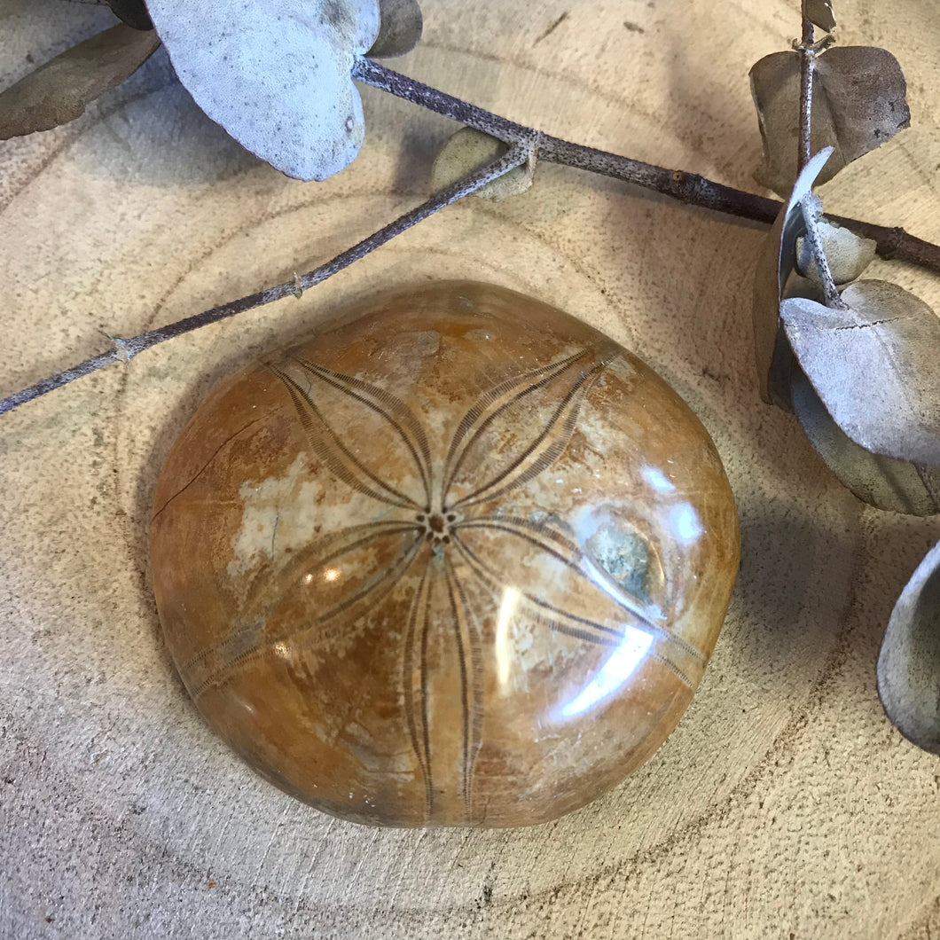 Sea Urchin Fossil SKU 22383