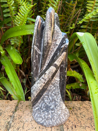 Orthoceras Standing Cluster SKU 25385B