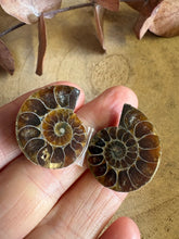 Ammonite Fossil Pair SKU 25870E