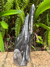 Orthoceras Standing Cluster SKU 25385A