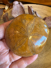 Sea Urchin Fossil SKU 25840