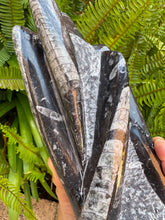 Orthoceras Standing Cluster SKU 25385B