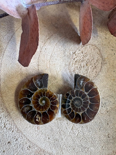 Ammonite Fossil Pair SKU 25870E