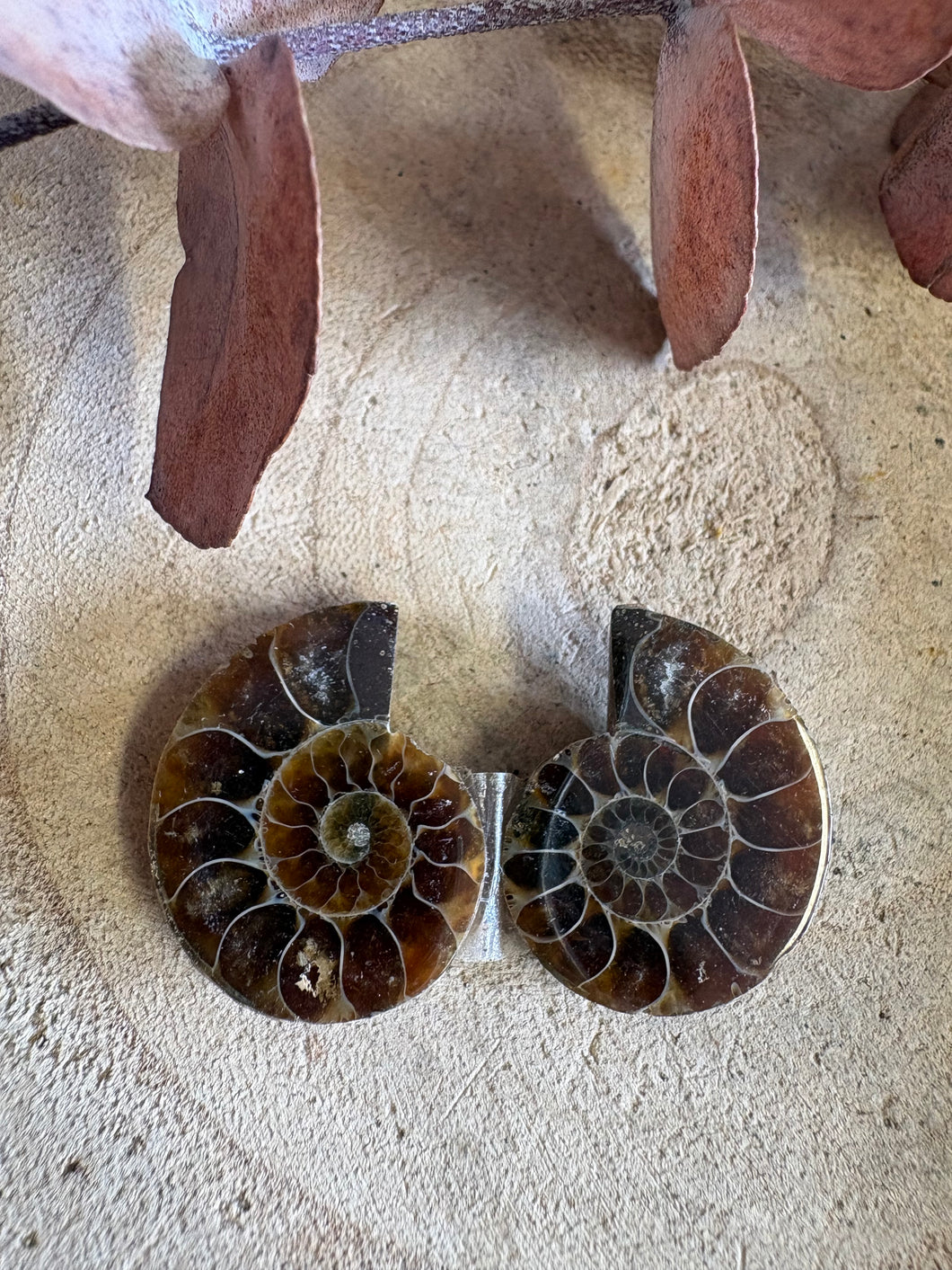 Ammonite Fossil Pair SKU 25870E