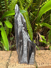 Orthoceras Standing Cluster SKU 25385A