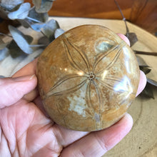 Sea Urchin Fossil SKU 22383