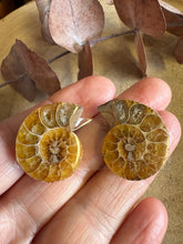 Ammonite Fossil Pair SKU 25870A