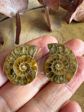 Ammonite Fossil Pair SKU 25870B