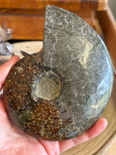 Ammonite Specimen SKU 23925