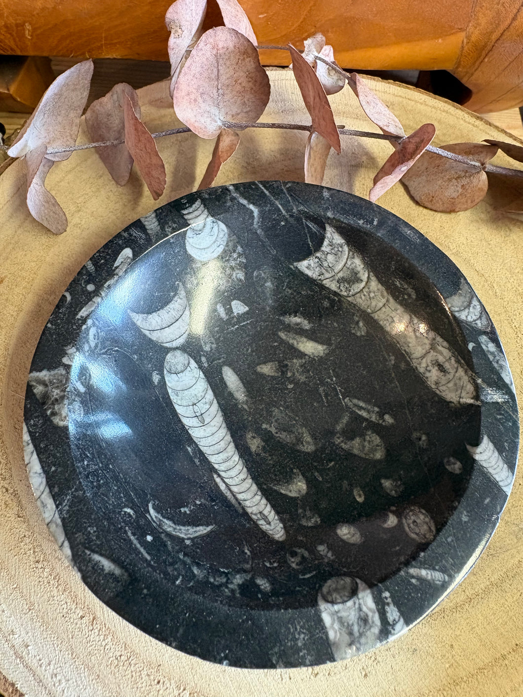 Orthoceras Fossil Bowl SKU 26048A
