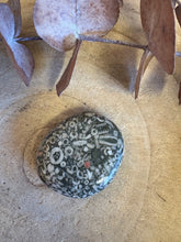 Crinoid Jasper Smooth Stone SKU 25467A