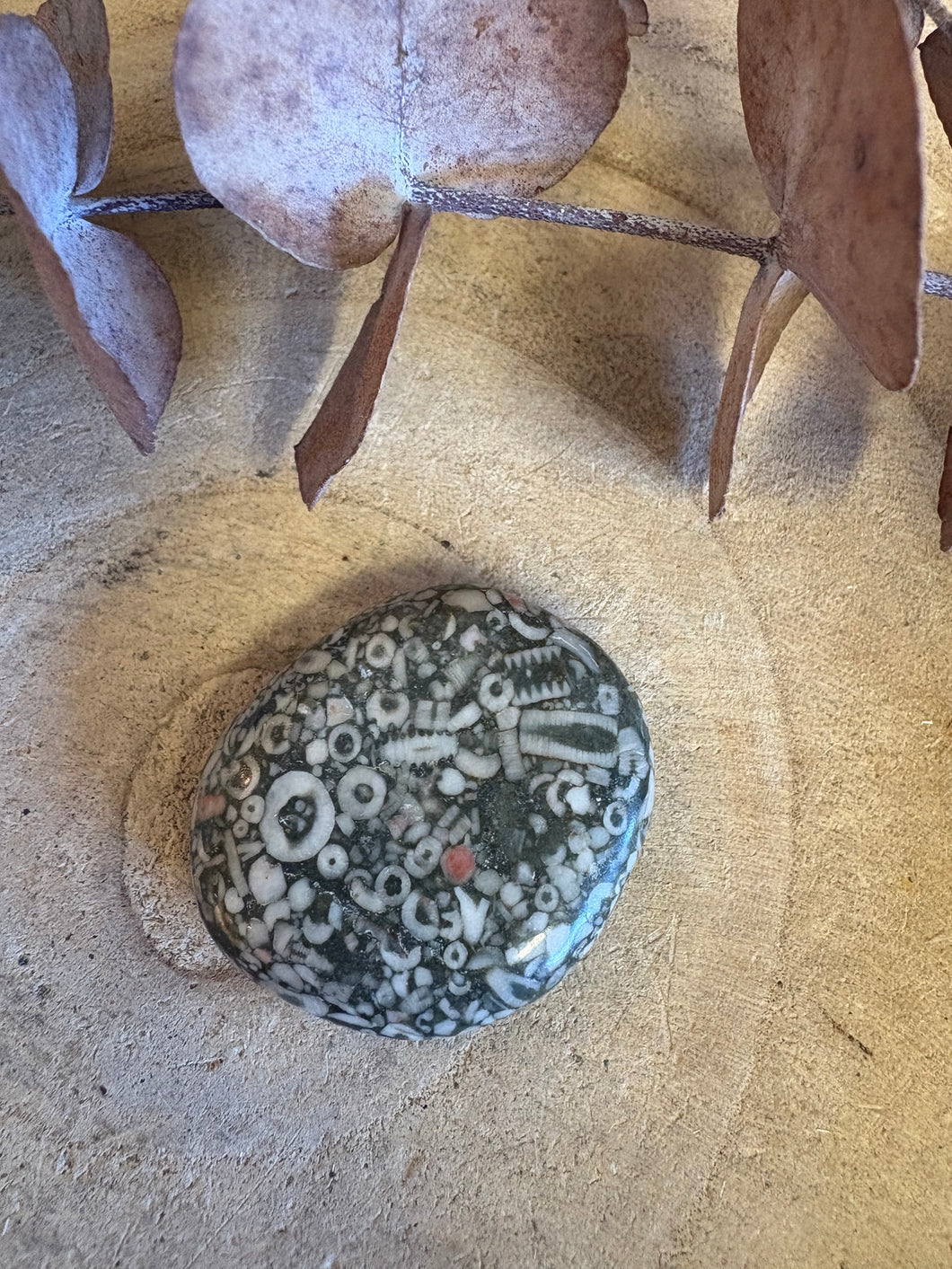 Crinoid Jasper Smooth Stone SKU 25467A