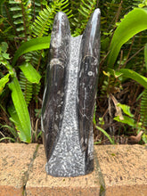 Orthoceras Standing Cluster SKU 25385