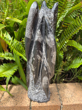 Orthoceras Standing Cluster SKU 24196