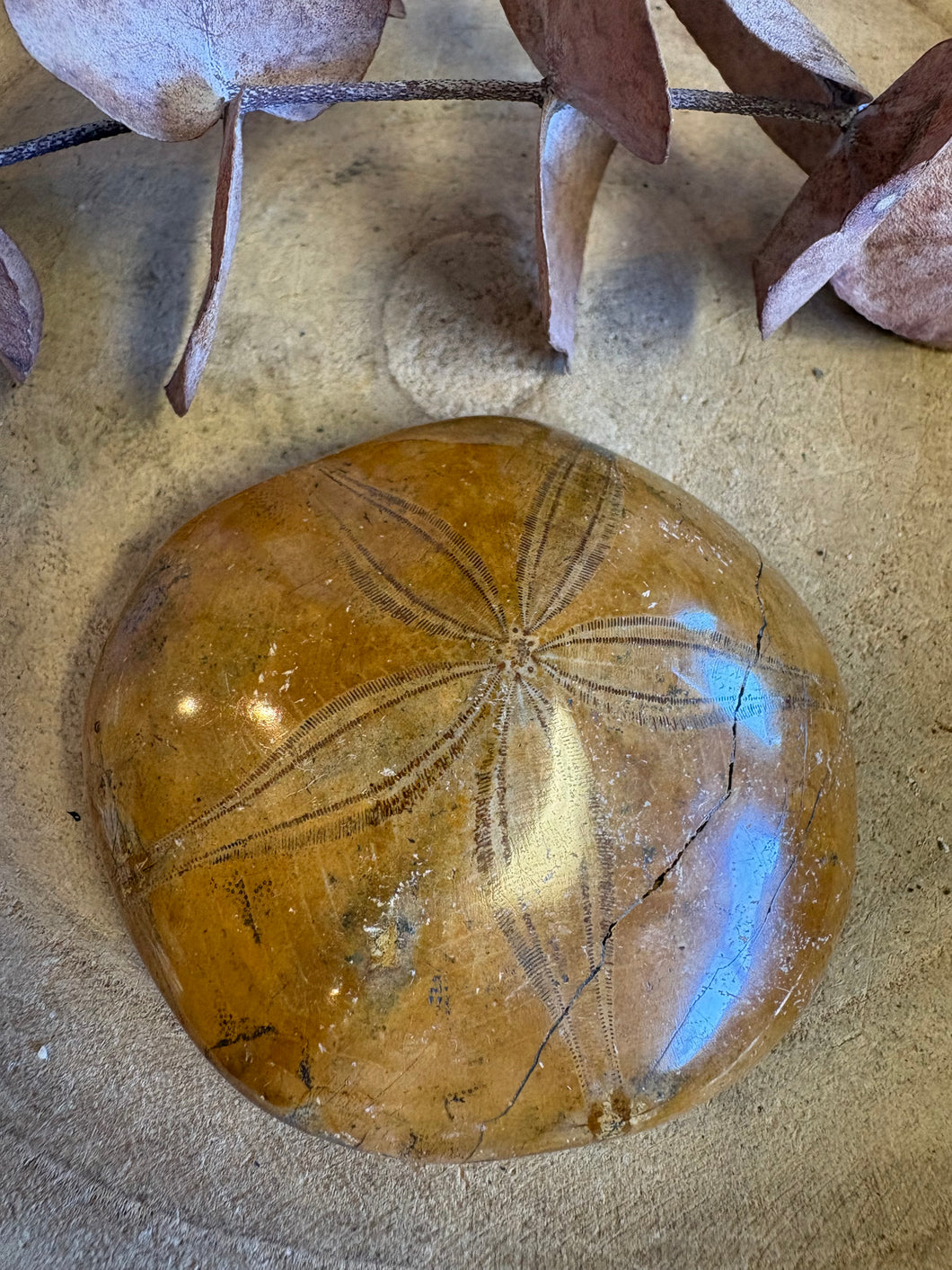 Sea Urchin Fossil SKU 25840