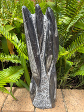 Orthoceras Standing Cluster SKU 24196