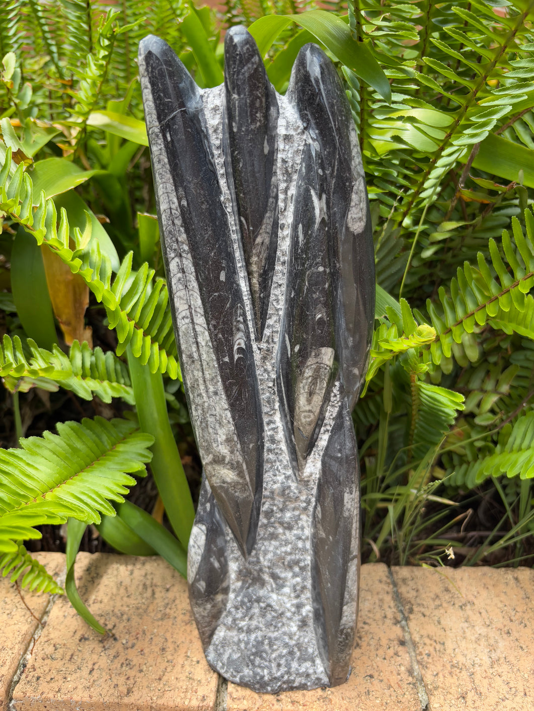 Orthoceras Standing Cluster SKU 24196