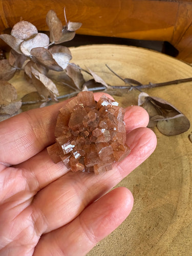 Aragonite Sputnik SKU 24606A