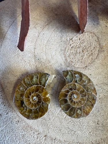 Ammonite Fossil Pair SKU 25870B