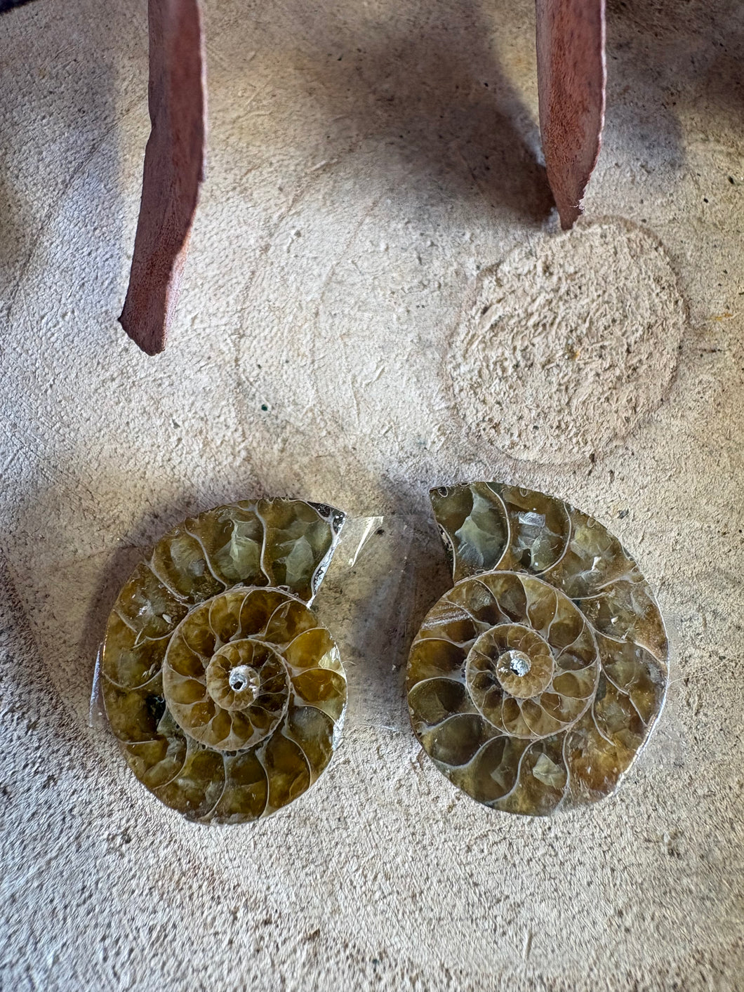 Ammonite Fossil Pair SKU 25870B