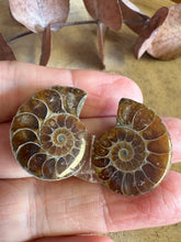 Ammonite Fossil Pair SKU 25870C