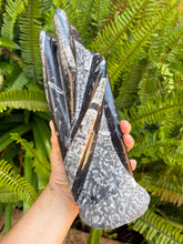 Orthoceras Standing Cluster SKU 25385B