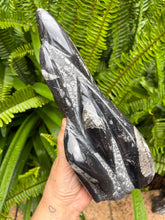 Orthoceras Standing Cluster SKU 25385A