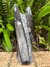 Orthoceras Standing Cluster SKU 25385
