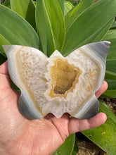 Druzy Agate Butterfly Carving SKU 27044