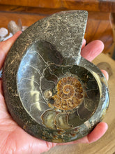 Ammonite Specimen SKU 23925