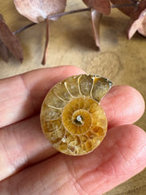 Ammonite Fossil SKU AMLC