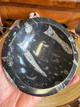 Orthoceras Fossil Bowl SKU 26048A