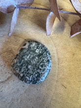 Crinoid Jasper Smooth Stone SKU 25467