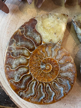 Ammonite Fossil Pair SKU 26933