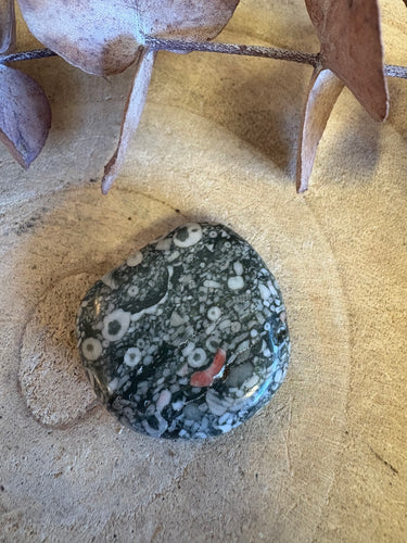 Crinoid Jasper Smooth Stone SKU 25467