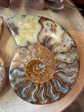 Ammonite Fossil Pair SKU 26933