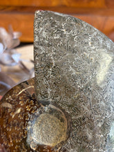 Ammonite Specimen SKU 23925