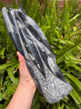 Orthoceras Standing Cluster SKU 24196